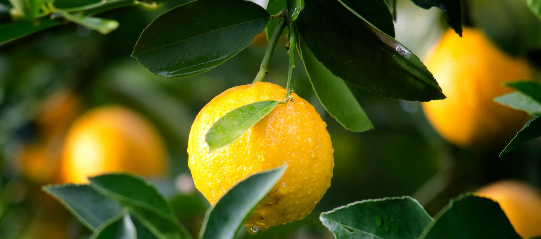 shallow focus photography of yellow lime with green leaves